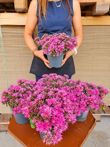 POWERS TO FLOWERS - SEDUM CAUTICOLA SPURIUM SPOT ON DEEP ROSE, 1 PIANTA, VASO 14CM, pianta vera