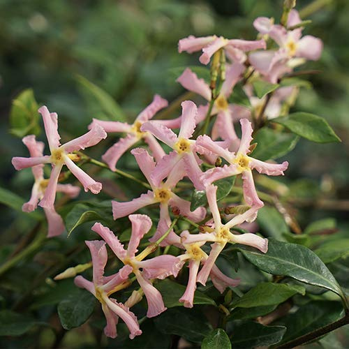 Gelsomino Star of Sicily (per balcone e patio) - Vaso 1,5 litro (Pianta rampicante - Gelsomino - Pianta adulta) | ClematisOnline