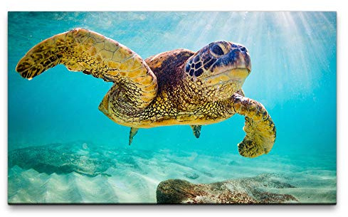 Bilder XXL Schildkröte im Wasser 120x70cm Wandbild auf Leinwand