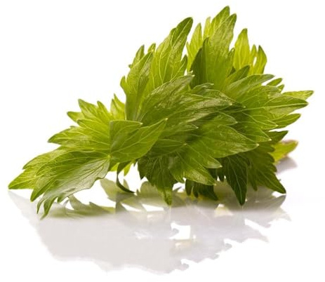 semillas de apio de monte Levisticum officinale variedades antiguas interior especias cama balcón decoración balcones cobertura 400pcs
