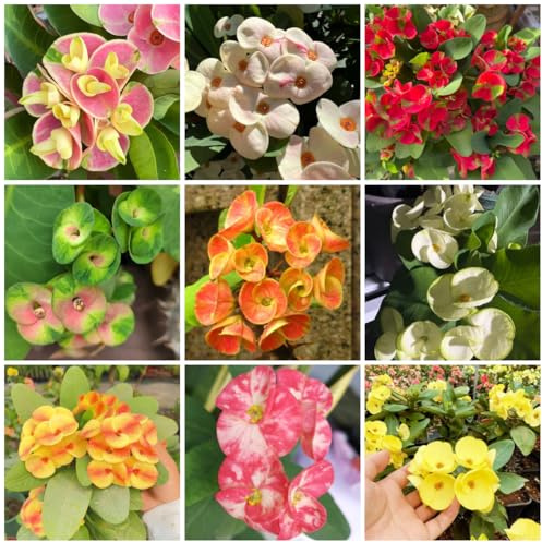 Semillas de espinas de Cristo - exóticas Euphorbia milii - oficina balcón decoración sala estar invernaderos balcón variedades antiguas perennes 100pcs