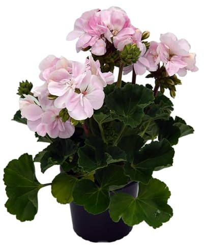stehende Geranie, (Pelargonium zonale), Sorte: Karen, Weiß bis zart Rosa changierend, kräftige Pflanze je im 12cm Topf, (6 Pflanzen im Set)