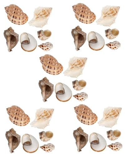 Milisten Lot De 5 Coquillages Naturels pour Aquarium – Fournitures pour Bernard-lermite Et Décoration Daquarium (6 Pièces X 5)