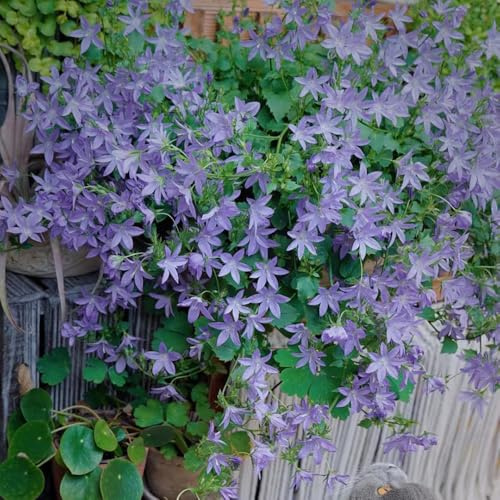Semi di campanula - balcone rialzata esotica resistenti per giardini rocciosi resistenti semi di selvatici autunnali 750pcs