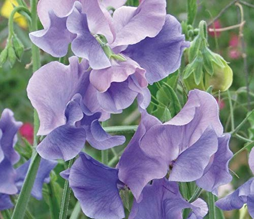 20 Seeds of Sweet Pea Our Harry
