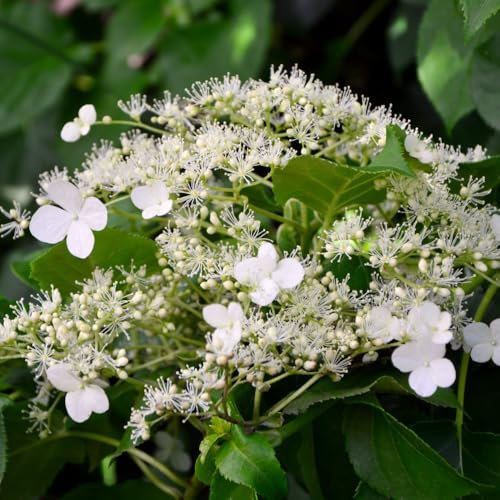 Hydrangea Anomala Petiolaris, RHS AGM Climbing Hydrangea with Lacy White Flowers and Autumn Yellow Foliage, Perfect for North Facing Walls, 1x 35 Litre Pot by Thompson and Morgan