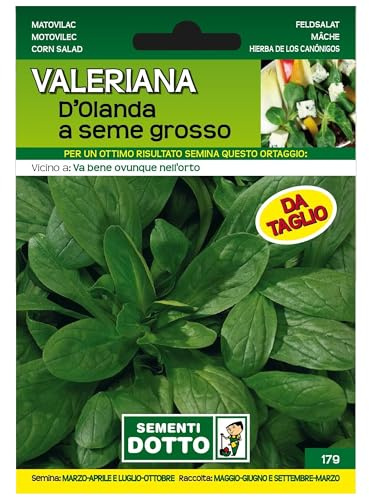 Sicignano | Semi Valeriana d’Olanda a Seme Grosso, Foglie Larghe e Spesse Colore Verde Scuro, Busta Extra - 4 Confezioni da 5.5g, Semina da Marzo a Ottobre