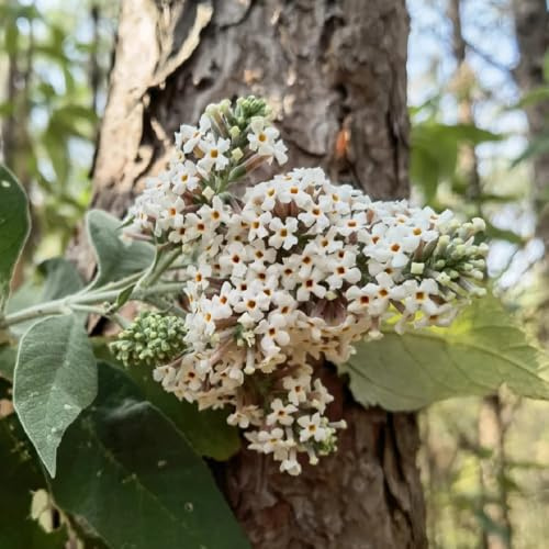 Buddleja arbustiva - giardino tappezzanti cespuglio semi di esotica balcone Semi di selvatici biologici resistenti al freddo 200semi