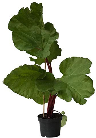 Rhabarber Pflanze Fultons Strawberry Surprise erdbeerrote Stiele kompakter Wuchs im 3,5 Liter Topf