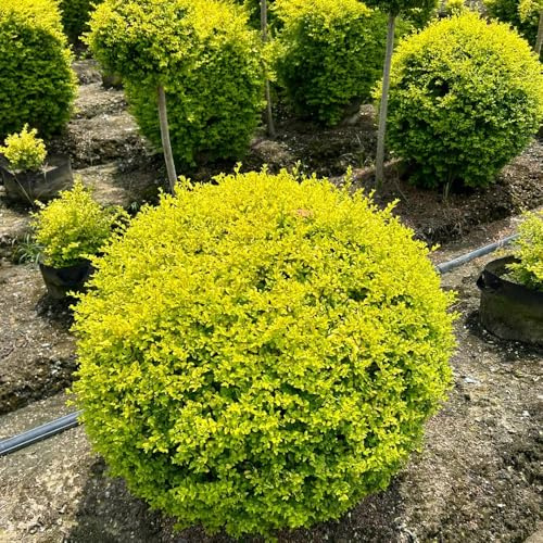 Semi di ligustro - arbusti sempreverdi Ligustro lucido, arbusti fioriti resistenti autunnali da balcone comprare semi di regali per gli amanti del giardino 350pcs