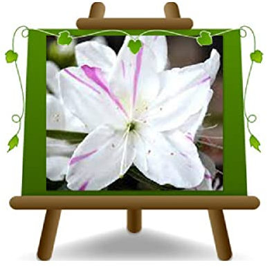 Azalea a pirámide blanco Screziato Plantas Ornamentales Jarrón 25 cm Chioma 90~130 cm