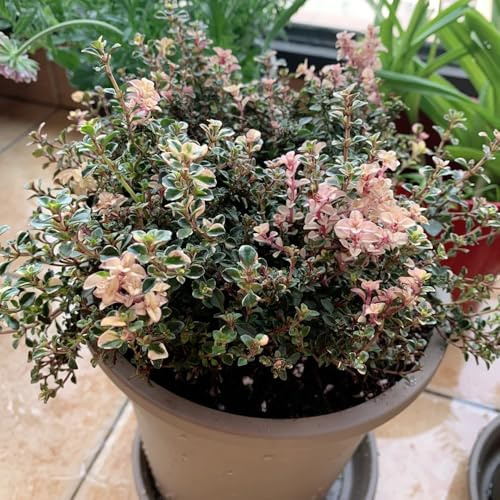 Kriechender Thymian mehrjährige blumensamen bodendecker pflanzenkübel blumensaat hochbeet balkon kräutersamen kräuterpflanzen gartendeko für draußen wildblumensamen stauden 2000samen