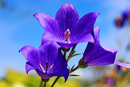 Tussock Bellflower Canterbury Bells Campanula Carpatica Bluebells Seed Mix 1000+ Non-GMO Seeds White and Blue Mix