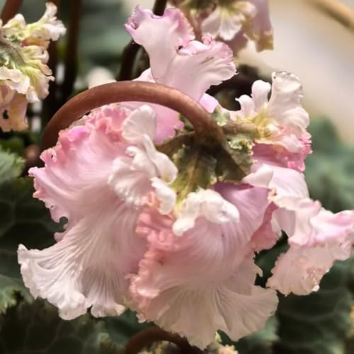 ciclamino di esotici di selvatici semi ciclamino da insoliti da recisi rampicanti, giardino roccioso d'appartamento rare 600semi
