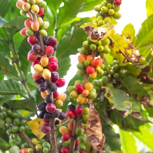 caffè di semi di ufficio di giardino semi esotici 300pcs