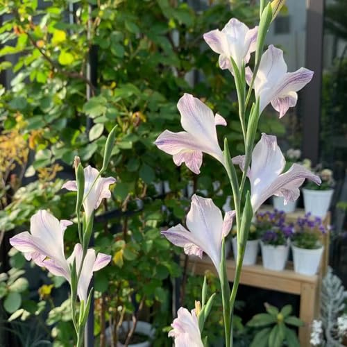 bulbi di gladioli a precoce Coltivare giardino su un balcone 6pcs