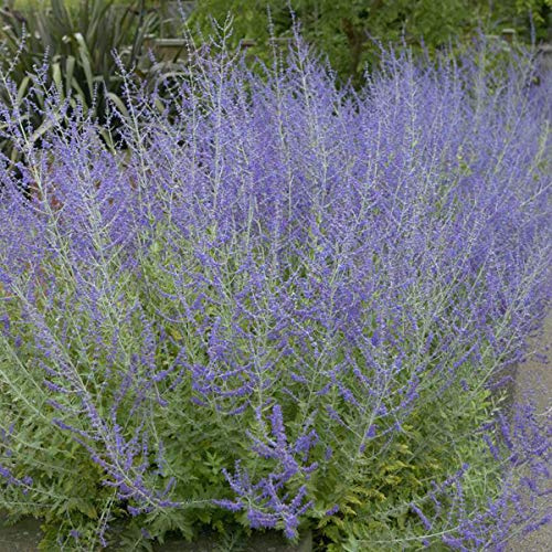 Perovskia 'Blue Spire'- Sauge d'Afghanistan 'Blue Spire' 30-40 cm en conteneur