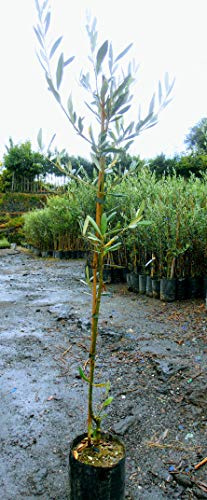 Pianta di olive Albero ulivo Giulia - Imballaggio speciale protettivo