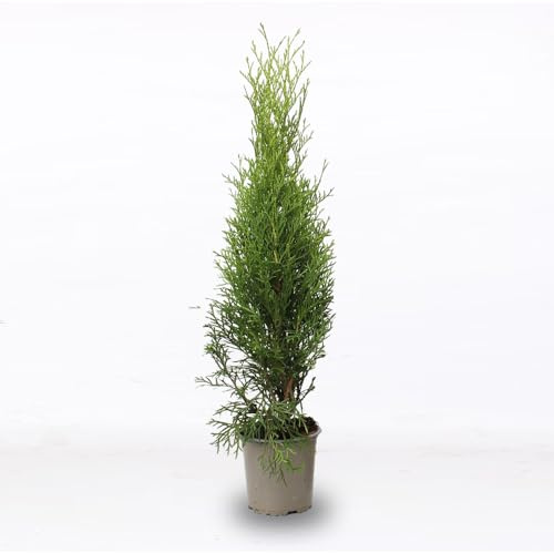 Tuia smeraldo Thuja occidentalis Smaragd pianta da siepe sempreverde in vaso ø9 cm Vivaio di Castelletto