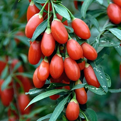 Welldales 30 Sweet Cherry Goji Berry Seeds Exotic Tropical Fruit Tree UK Wolfsberry Bush