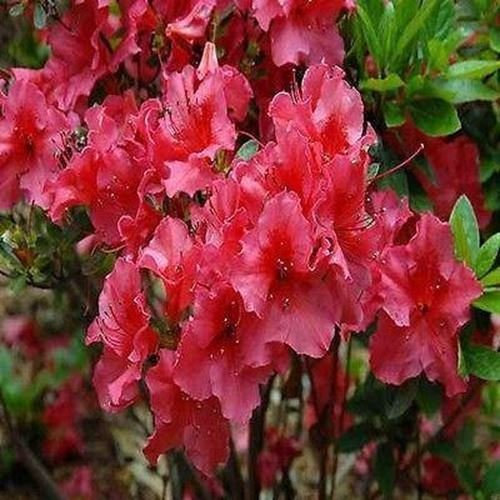 50 Semi - Semi Rododendro Rosa Azaleenstrauch (Rhododendron ferrugineum)