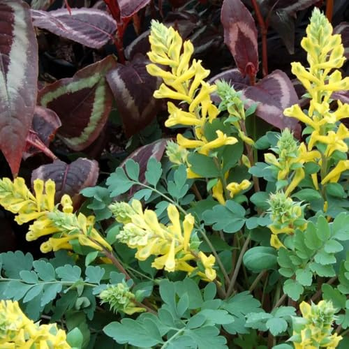 semillas de espuela de caballero - jardín cobertura del suelo silvestres del balcón cocina, s balcón primavera, resistentes, 300pcs