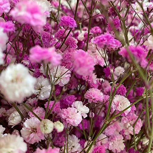 schleierkraut kräutergarten büropflanzen dachbegrünung exotische zimmerpflanzen mehrjährige stauden gartenkräuter wildblumen balkonblumen blumengarten topfpflanze bodendecker 100samen