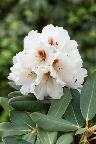 Rhododendron rex Rexima 30-40 cm Zierstrauch winterhart immergrün | Halbschattiger Standort, pflegeleicht, blühfreudig, ideal für Beet und Kübel, robuste Zierpflanze
