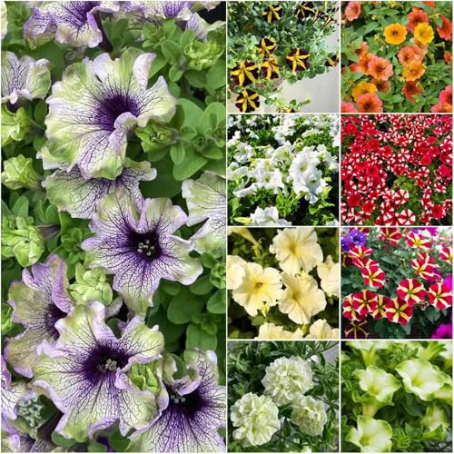 petunia - semillas de balcón resistentes semillas de jardín jardin resistentes al invierno para balcones 50pcs