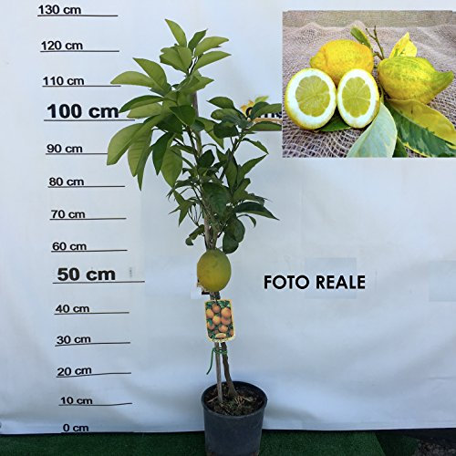 PIANTA di CEDRO PIRETTO albero di cedro pane in vaso 18 CM agrumi di sicilia h 110 cm AMDGarden