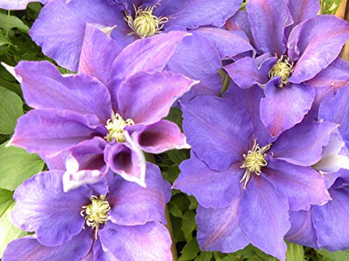 Clématite H F Young C1, 5L