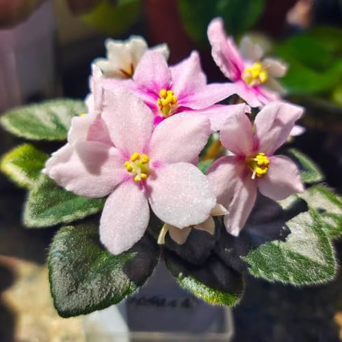 usambaraveilchen blumenwiese herbstaussaat mehrjährig topfpflanzen echt blumensamen mehrjährig winterhart exotische zimmerpflanzen balkonpflanzen frühling zimmerbonsai bonsai 60samen