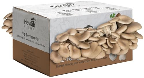 Hawlik Pilzbrut - Austernpilzkultur Zuchtset - Pilzkultur zum selber züchten - bis zu 1.5 kg frische Austernpilze ernten (mittel) - Pilze züchten Set