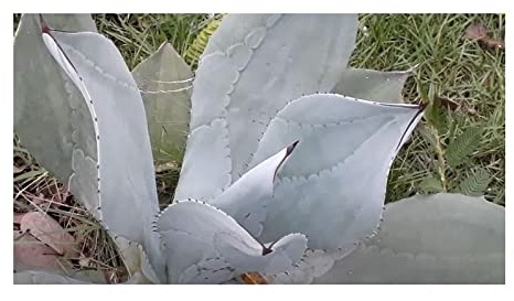 Stk - 10x Agave difformis Azul Agaven Garten Pflanzen - Samen ID678 - Seeds & Plants Shop by Ipsa