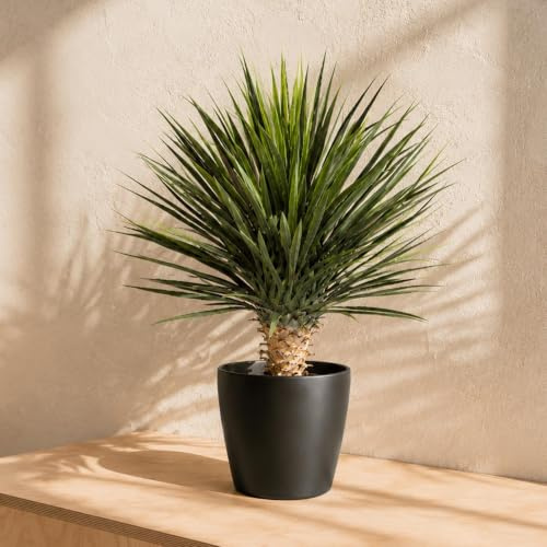 Leaf Design UK Artificial Yukka Tropical House Plant