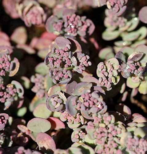 Pflaumen Fetthenne Robustum - Sedum cauticola - lebende Gartenpflanze aus den Baumschulen
