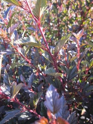 Blasenspiere Little Devil - Fasanenspiere - Physocarpus opulifolius 40-60