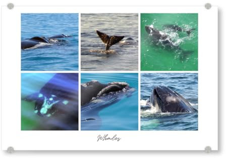 artboxONE Acrylglasbild 30x20 cm Natur Whales Collage Bild hinter Acrylglas - Bild Collage Collage Meer