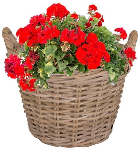 Pflanzkorb aus Weide - Blumenkorb - Ø 35 cm - H 25 cm (helle Folie-SP) | Mit Henkel und Innenfolie - Weidenkorb, Korb aus Weide, Pflanzgefäß