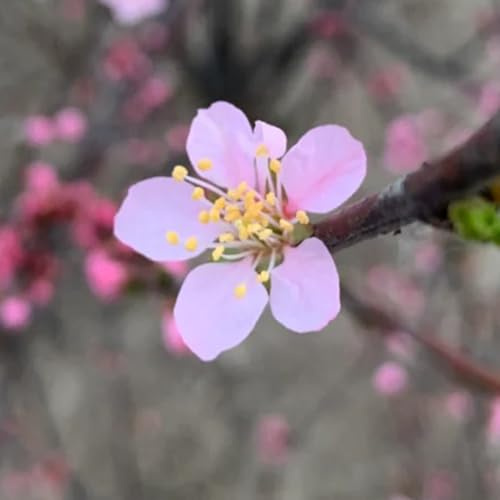 comprar semillas de almendro, arbustos en de jardín rocas semillas balcón otoño invernaderos balcón al aire libre regalos 12pcs