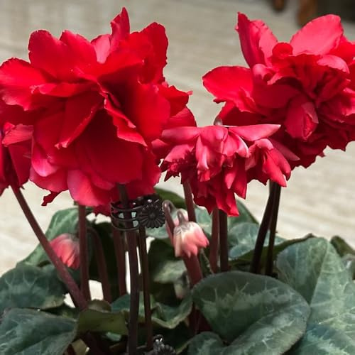 semi resistenti di ciclamino, balcone resistenti di ciclamino balcone, selvatici, balcone 100pcs