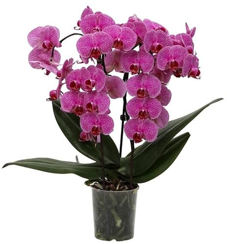 Real Live Phalaenopsis Orchid Plants, Violet Blooms Variety Fount in 9 cm Pot 40 cm Height