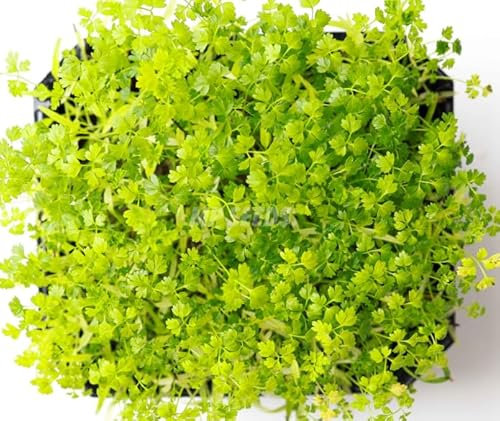 1 Pack of 750 SEEEDS Microgreen Chervil