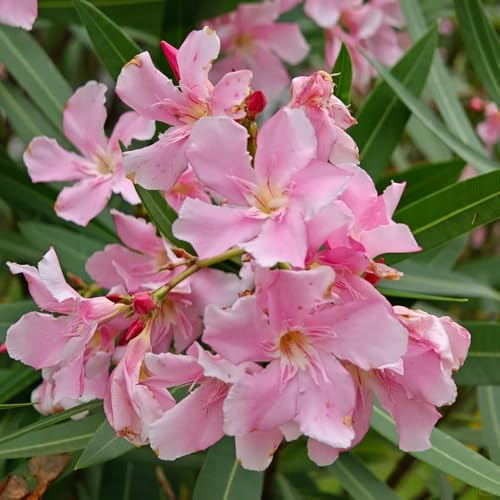 semillas resistentes de adelfa - jardín para exterior orgánicas perennes variedades antiguas 5pcs