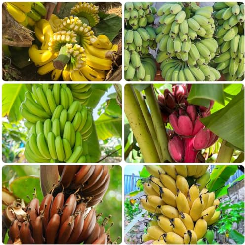 banane, banano - rari colonnari semi di banana arbusti a crescita semi di per la decorazione del giardino all'aperto vaso resistenti, 130semi