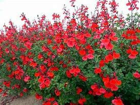 3 x Salvia 'Royal Bumble' Cottage Garden Perennial Plug Plants