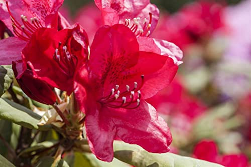 Rhododendron Hybr. 'Hachm. Feuerschein' 40-50 cm - Rhododendron, leuchtend rote Blüten, Blütezeit Mai-Juni, ideal für saure Böden, winterhart und pflegeleicht