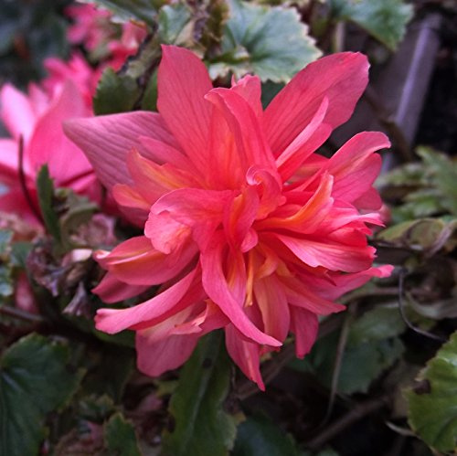 Begonienzwiebeln : Begonia - Begonie  pendula pink  1 Blumenzwiebel/Knolle