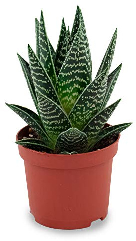 POWERS TO FLOWERS - ALOE TIKI THAI, pinata vera