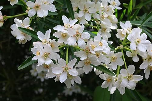Choisya ternata 'White Dazzler' 30-40 cm – Immergrüner Orangenstrauch, Weiße Blüten, Aromatische Dekoration für Garten und Terrasse